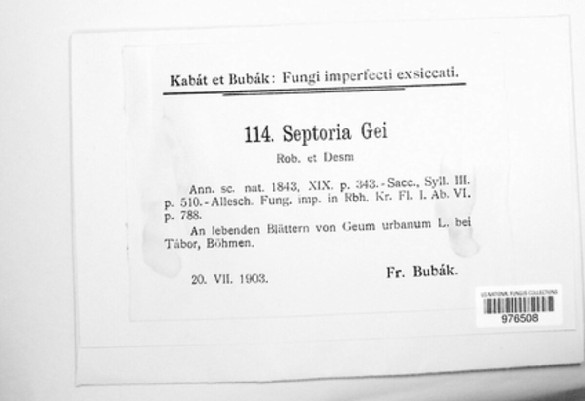 Sphaerulina gei image
